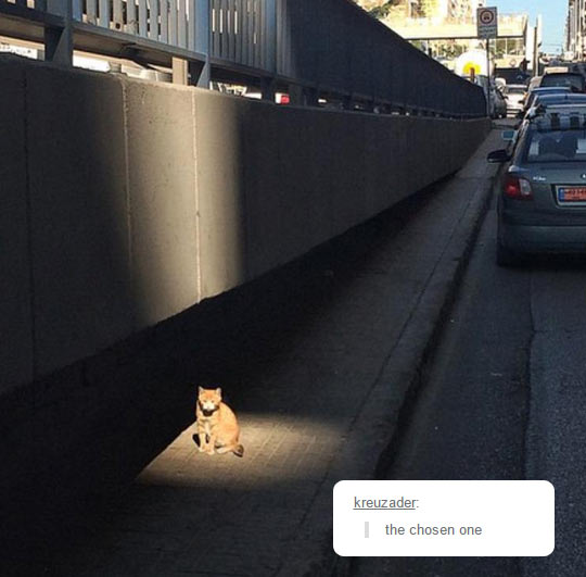 funny-cat-light-highway-spot-sun
