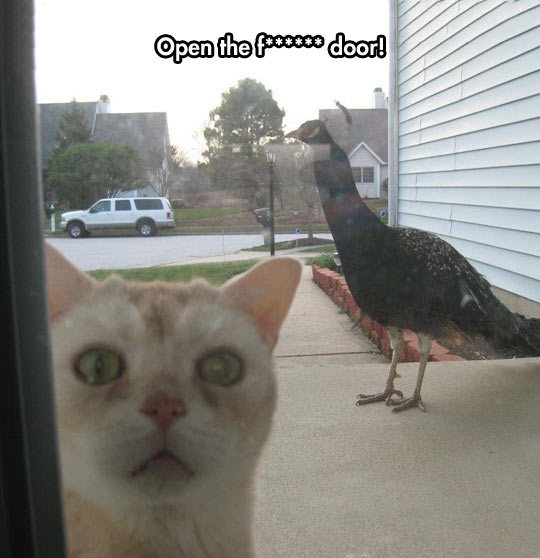 funny-cat-outside-face-peacock