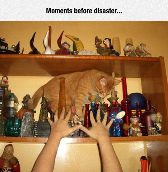 funny-cat-shelf-things-bottles-disaster