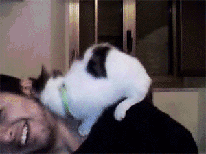 funny-gif-cat-annoying-neck-laugh