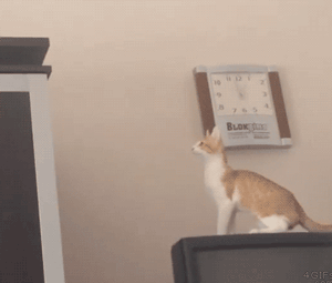 funny-gif-cat-jumping-fail-TV-falling