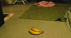 funny-gif-cat-scared-banana
