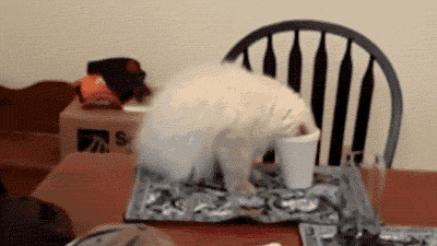 funny-gif-cat-stuck-face-cup
