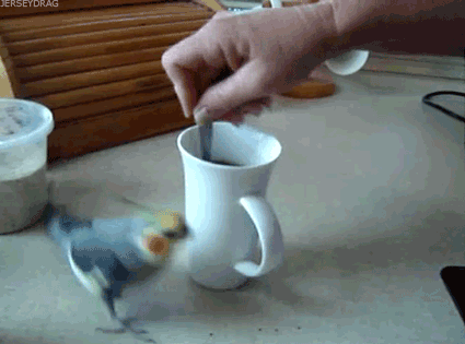 funny-gif-cup-coffee-bird