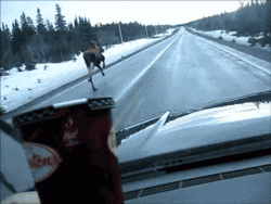 funny-gif-moose-running-road-slip