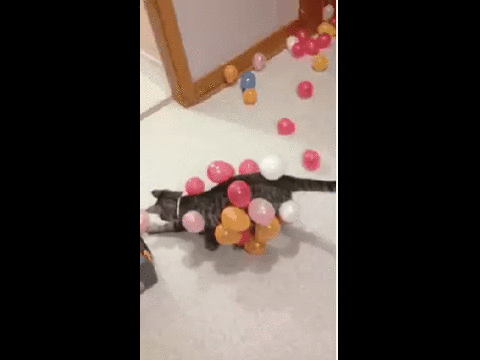 gif-cat-balloons-static-electricity