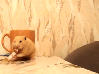 hamster-cat-gif-food