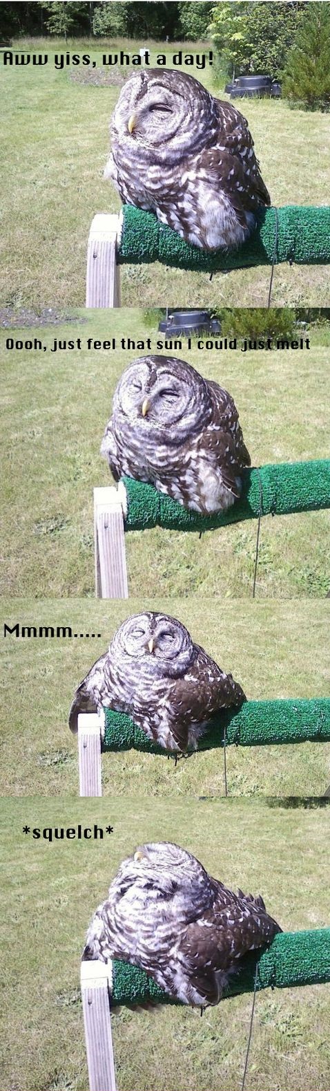 owl-melting-cute