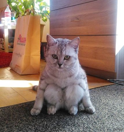 sitting-cat-weird-legs