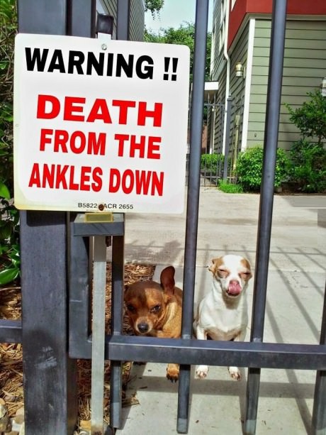 warning-sign-dog-scary