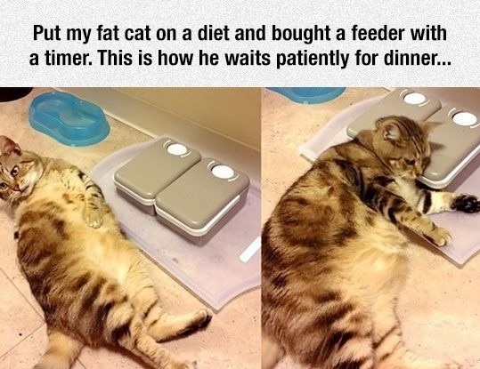 cat-diet-feeder-timer