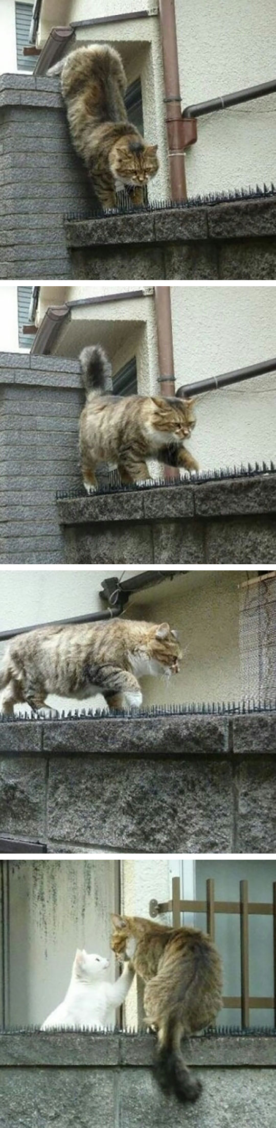 cute-cat-love-walking-nail-wall