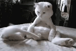 cute-gif-cat-moving-tail