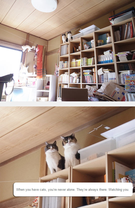 funny-cat-shelf-room-watching