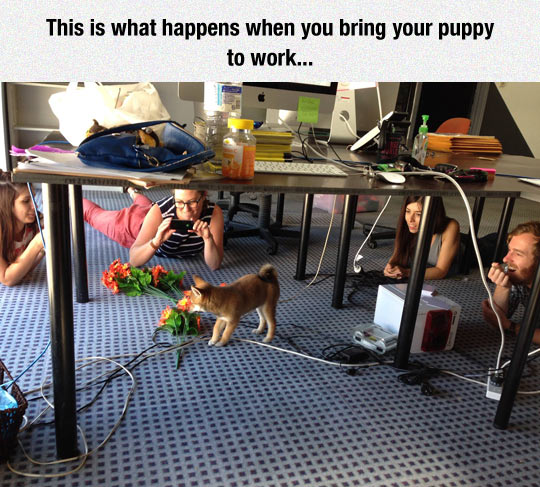 funny-dog-office-puppy-work