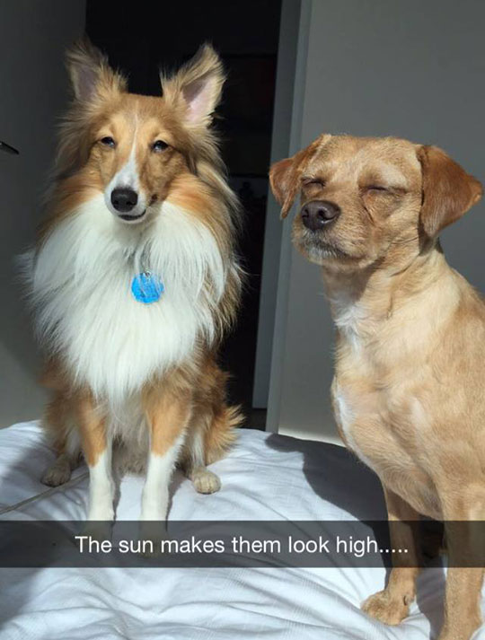 funny-dogs-closed-eyes-sun