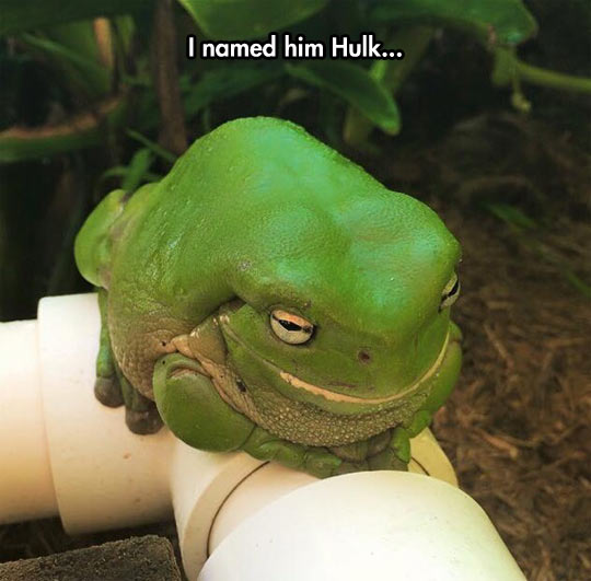 funny-frog-deform-giant-green-Hulk
