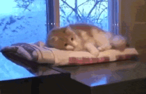 funny-gif-cat-sleeping-sliding-falling