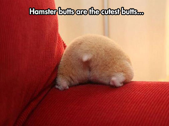 funny-hamster-back-fur-cute