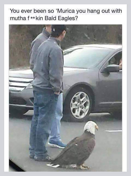 funny-parking-lot-bald-eagle-America