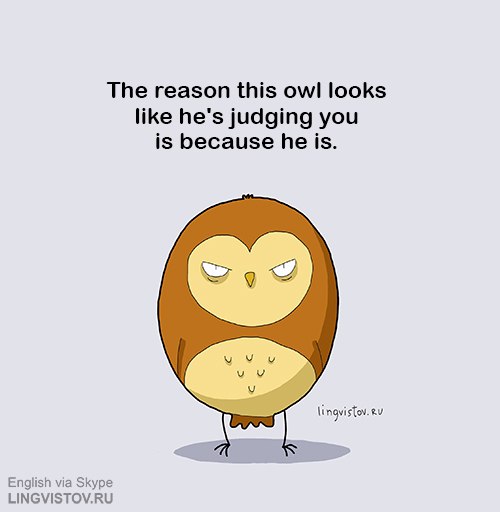 owl-judging-you