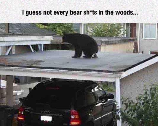 bear-shit-roof-woods