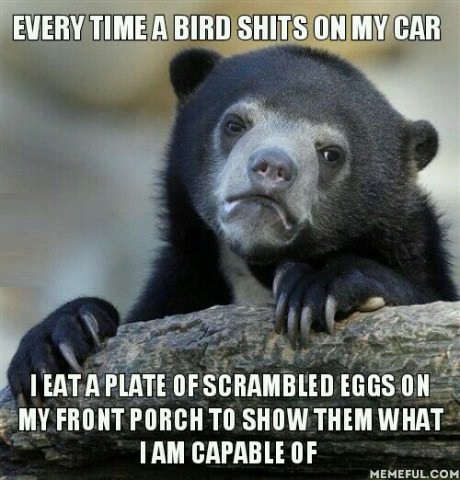 bird-shit-car-eggs-eat