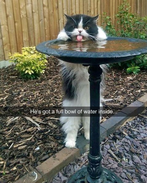 bowl-cat-challenge-water