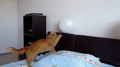 cat-gid-balloon-scared