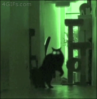 cat-gif-creepy