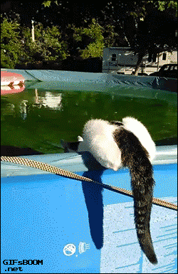 cat-pool-gif-jump