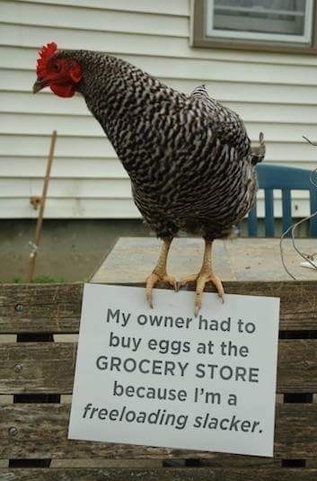 Bad chicken