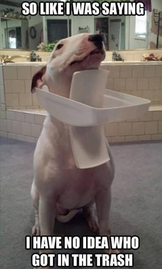 dog-trash-can-stuck-head