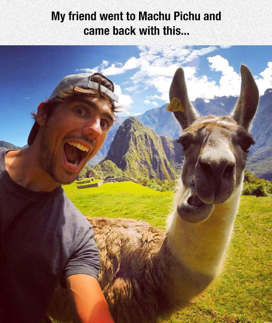 funny-Machu-Pichu-llama-selfie