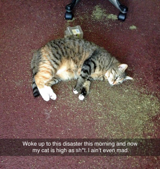 funny-cat-floor-cat-nip