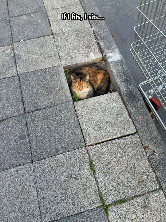 funny-cat-sit-sleeping-street-brick