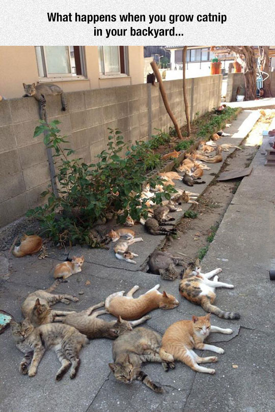 funny-cats-sleeping-yard-crowd