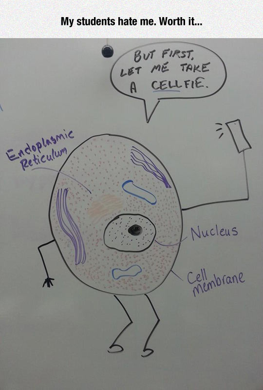 funny-cell-students-joke-drawing