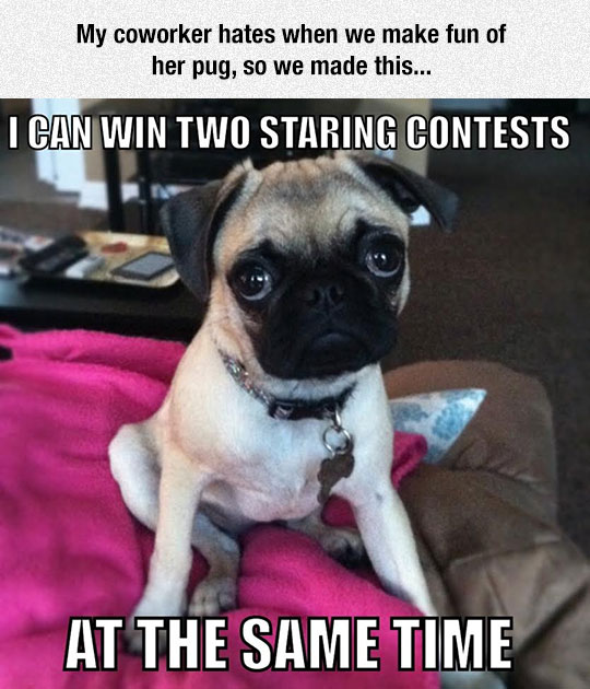 funny-dog-eyes-staring-contest-puppy