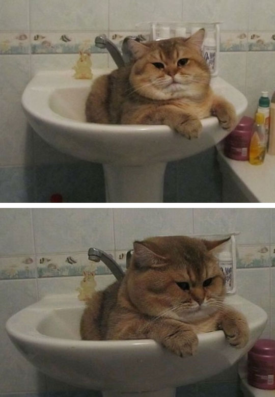 funny-fat-cat-sink-bathroom