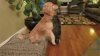 funny-gif-cat-dog-hug-love