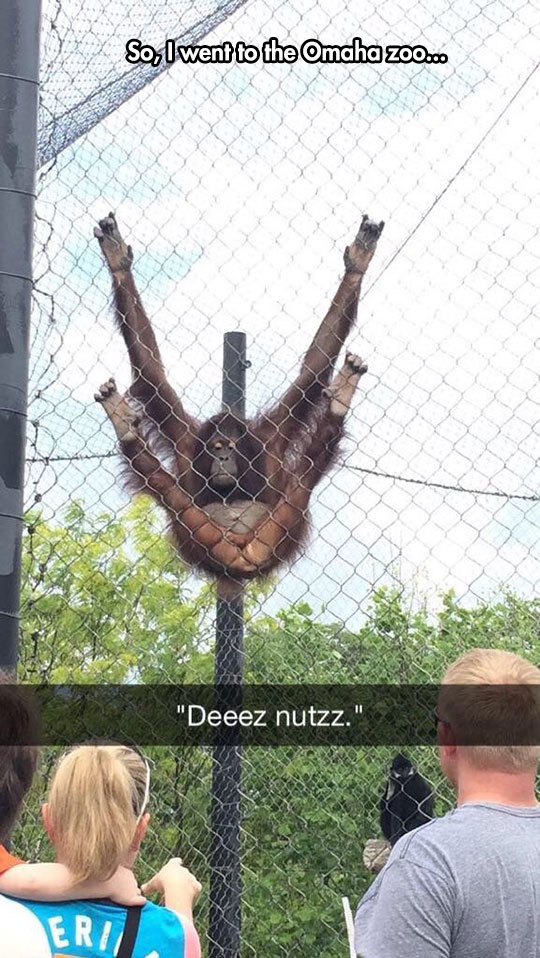 funny-monkey-hanging-fence