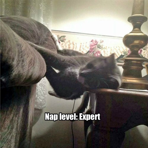 nap-level-expert-cat