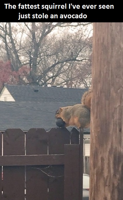 squirrel-fat-avocado-stolen