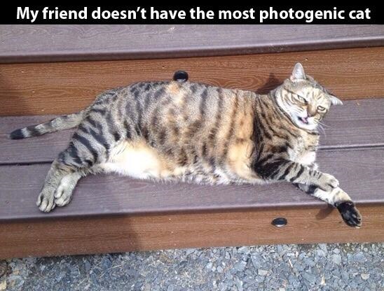 unphotogenic-cat-derp-photo