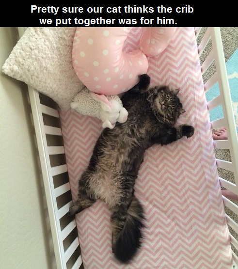 cat-baby-crib-cute