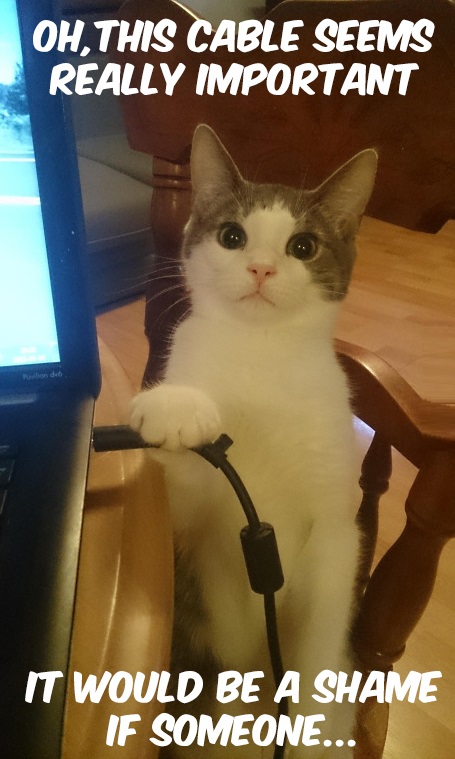 cat-laptop-evil