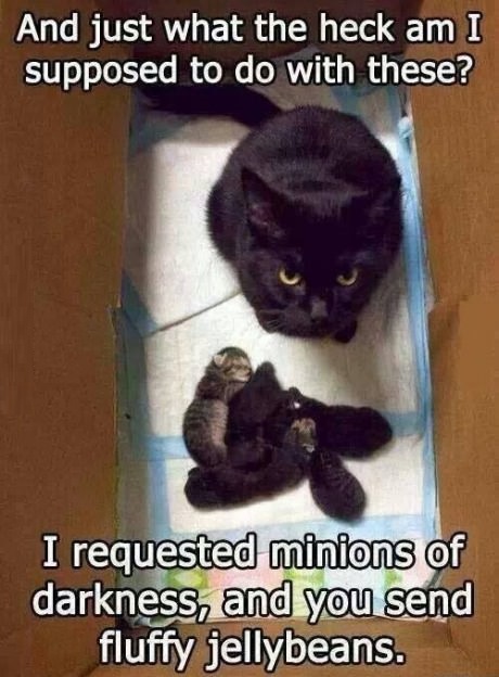 cat-mom-kittens