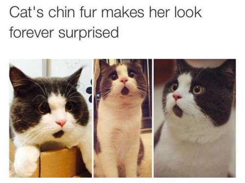 cat-surprise-chin-fur