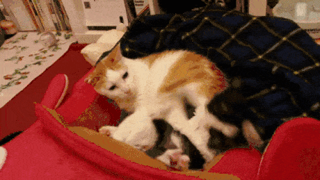 cats-gif-gtfo-fight
